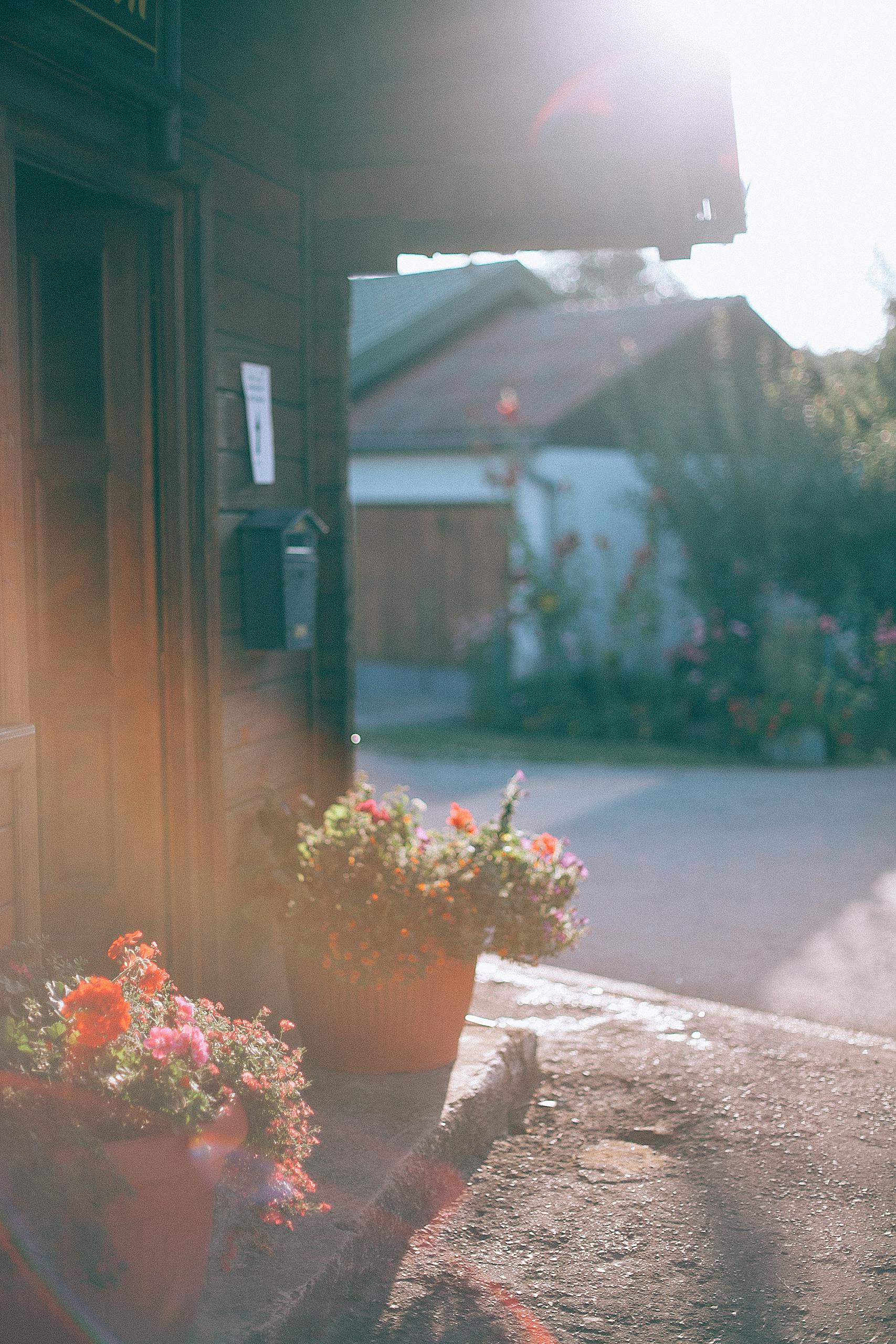 Facade of building with potted flowers growing near door in settlement in summer sunny day